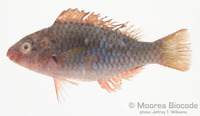 : Scarus rubroviolaceus