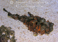 : Synanceia horrida; Estuarine Stonefish