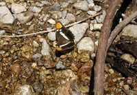 : Adelpha bredowii; California Sister