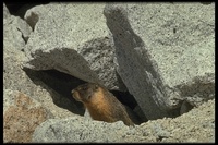 : Marmota flaviventris; Yellow-bellied Marmot