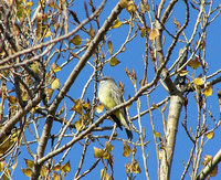 : Tyrannus vociferans; Cassin's Kingbird