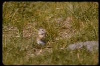 : Spermophilus beldingi; Belding Ground Squirrel