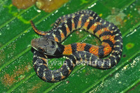 : Liophis epinephelus