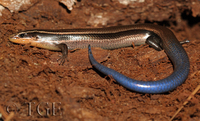 : Plestiodon lynxe; Oak Forest Skink