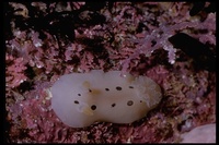 : Diaulula sandiegensis; Ringed Dorid