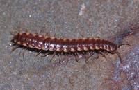 : Kepolydemus anderisus; Flat-backed Millipede