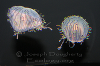 : Olindas formosa; Flower Hat Jelly