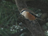 Lanius bucephalus Bull-headed SHrike モズ