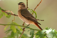 Female Redstart