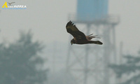 Fig. 1. Eastern Marsh Harrier : 개구리매