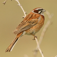 Meadow Bunting