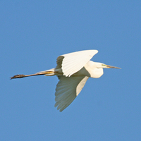 Great Egret