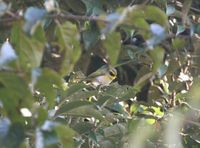 カオグロムシクイ  Black-faced Warbler Abroscopus schisticeps