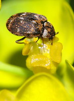 Anthrenus museorum
