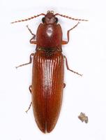 Stenagostus rufus