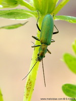 Chrysanthia viridissima