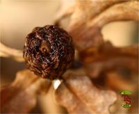 Andricus foecundatrix