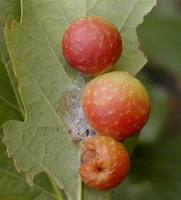 Cynips quercusfolii