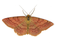 Plemyria rubiginata - Blue-bordered Carpet