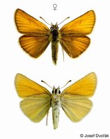 Thymelicus lineola - Essex Skipper
