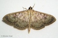 Ostrinia nubilalis - European Corn-borer