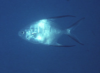 Trachinotus goodei, Palometa: fisheries, aquaculture, gamefish
