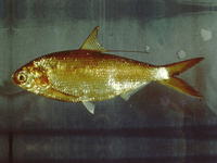 Nematalosa japonica, Japanese gizzard shad: fisheries