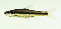 Notropis bifrenatus, Bridle shiner: aquarium