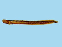Taenioides cirratus, Bearded worm goby: