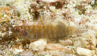 Eviota afelei, Afele's fringefin goby: