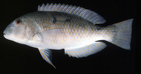 Choerodon oligacanthus, :