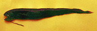 Melanostomias macrophotus, :