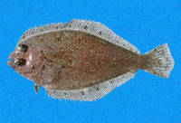 Syacium latifrons, Beach flounder: fisheries