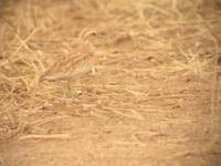 Quail Plover