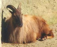 Image of: Hemitragus jemlahicus (Himalayan tahr)