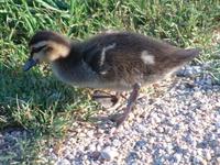 Anas superciliosa - Pacific Black Duck