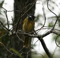 Lichenostomus leucotis - White-eared Honeyeater