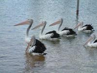 Pelecanus conspicillatus - Australian Pelican