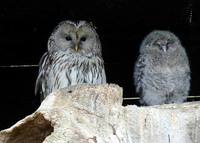 Strix uralensis - Ural Owl