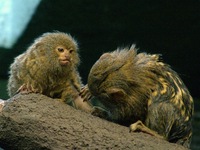 Callithrix pygmaea - Pygmy Marmoset