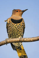 Image of: Colaptes auratus (northern flicker)