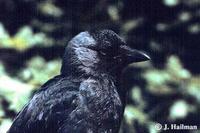 Image of: Corvus monedula (Eurasian jackdaw)