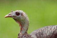 Image of: Meleagris gallopavo (wild turkey)