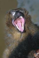 Eulemur rubriventer - Red-bellied Lemur