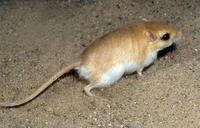 Gerbillus gerbillus - Lesser Egyptian Gerbil