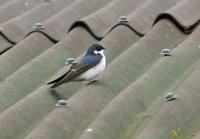 Image of: Tachycineta leucorrhoa (white-rumped swallow)