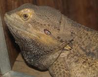 Image of: Pogona minor