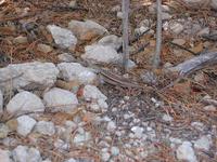 Image of: Sceloporus undulatus (fence lizard)