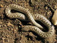 Eryx jaculus