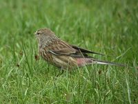 Twite - Carduelis flavirostris